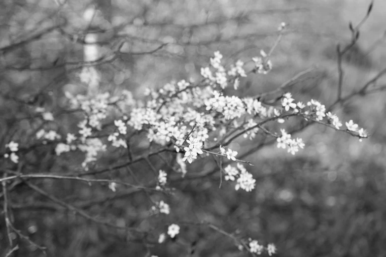 flowers on a tree in a forest