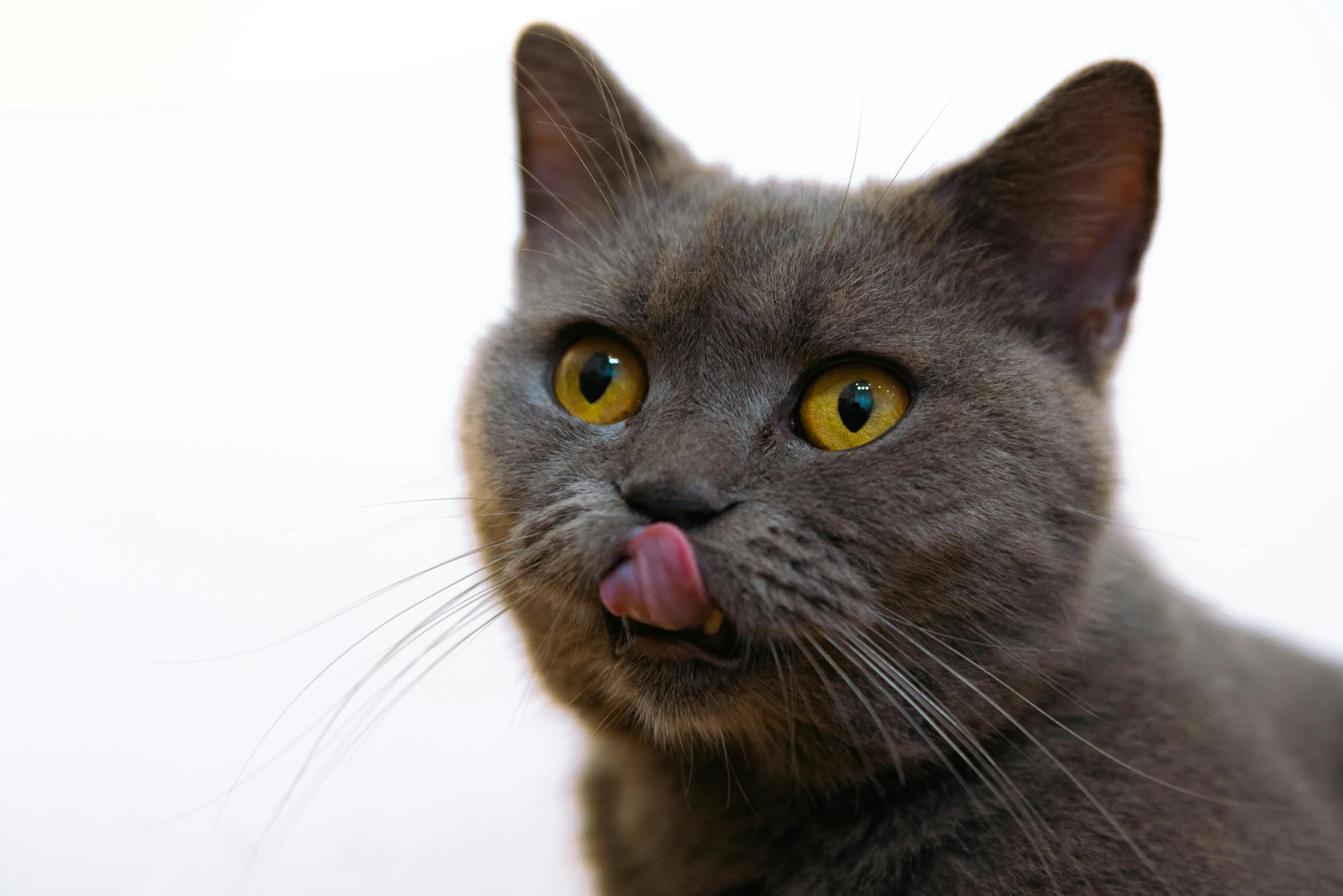 a cat has its tongue hanging out and looks up