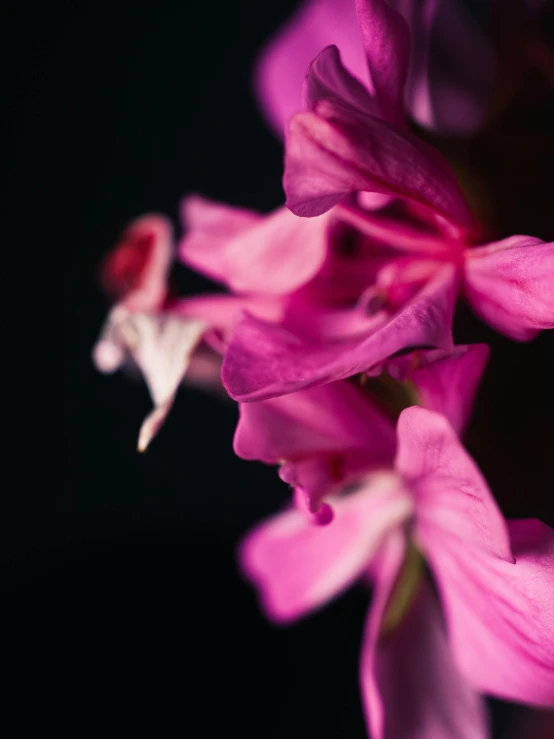 closeup po of pink flowers on dark background