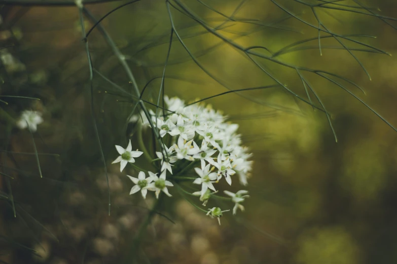 this is the blossoming buds on this plant