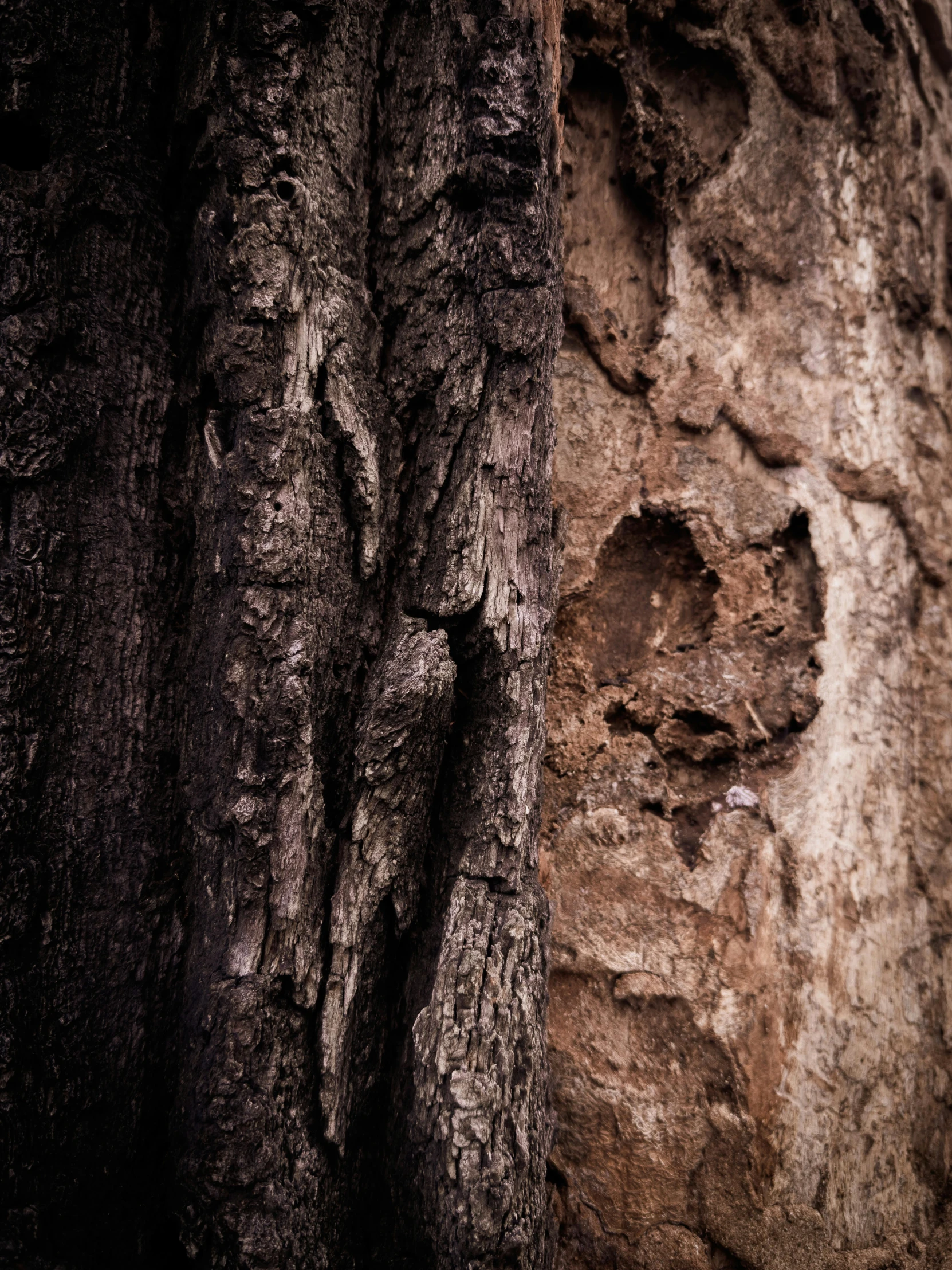 a tree with a brown bark in a wooded area