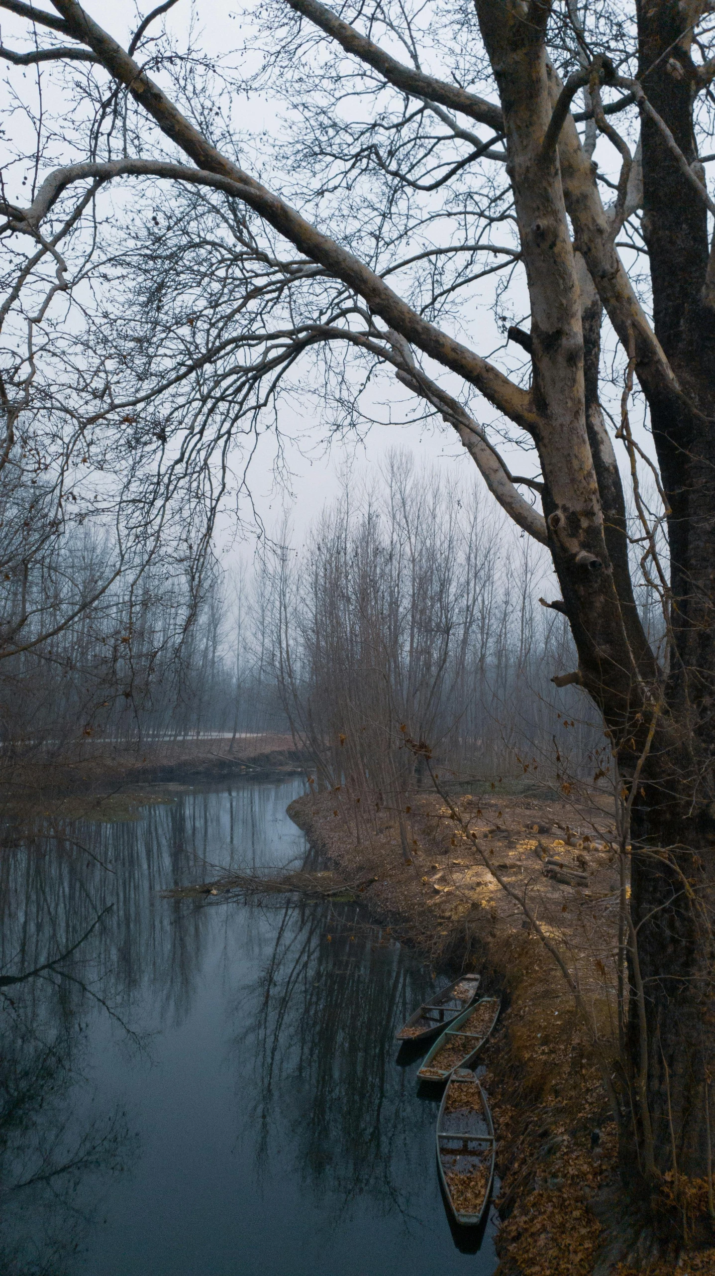 boats that are floating in the water in the forest