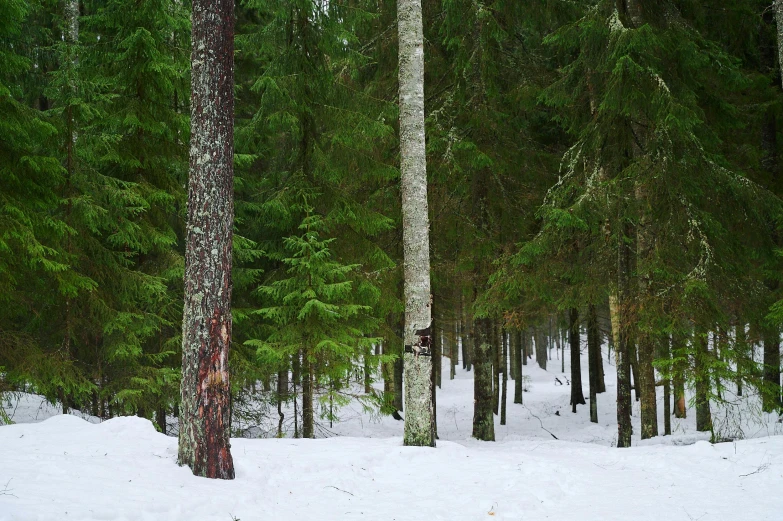 a picture of some trees in the snow