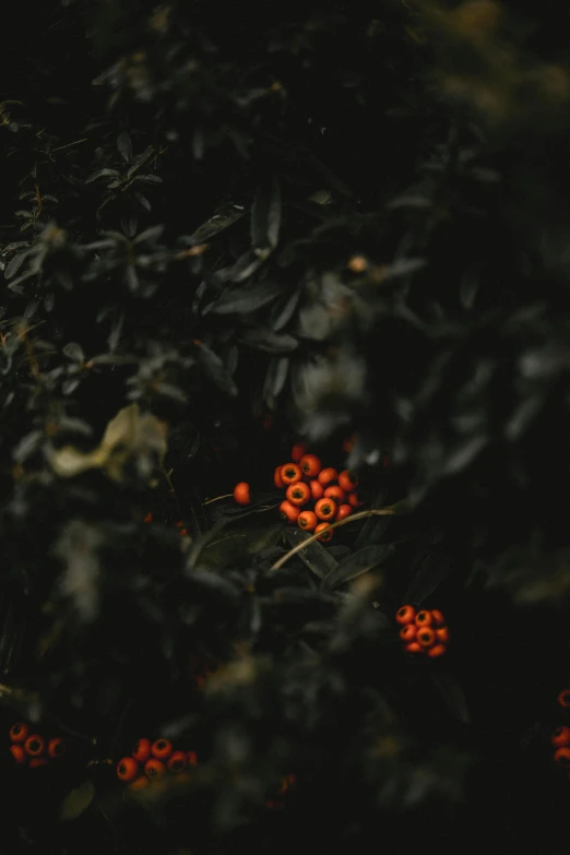 berries are pictured in a bush at night