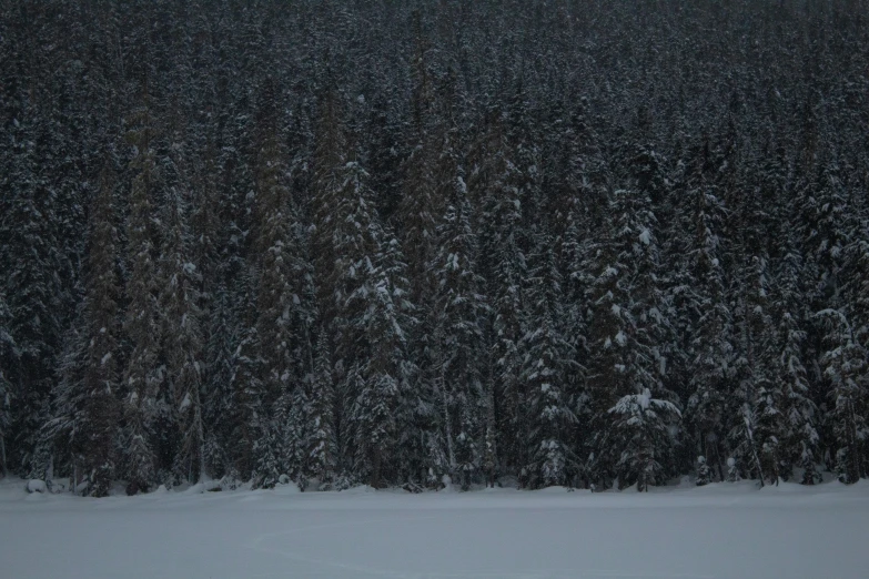 the background image shows some snow covered trees