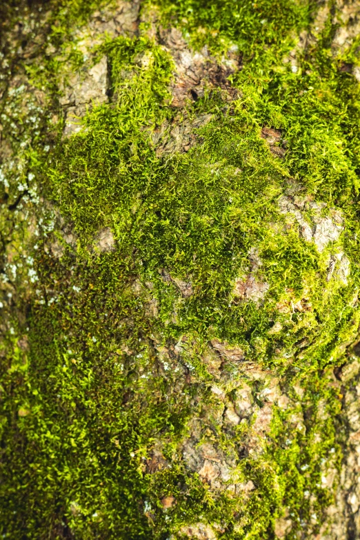 the moss is growing on this tree limb