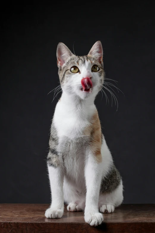 a small cat is standing on a wooden table