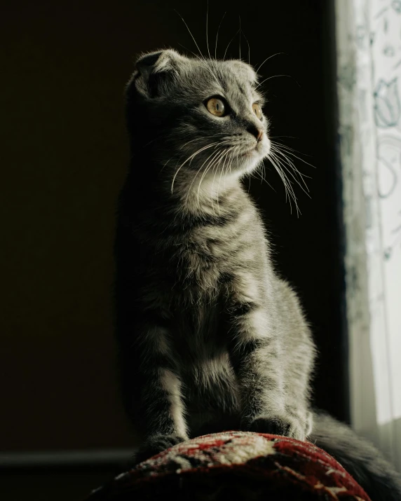 a kitten looking upwards while standing on a chair