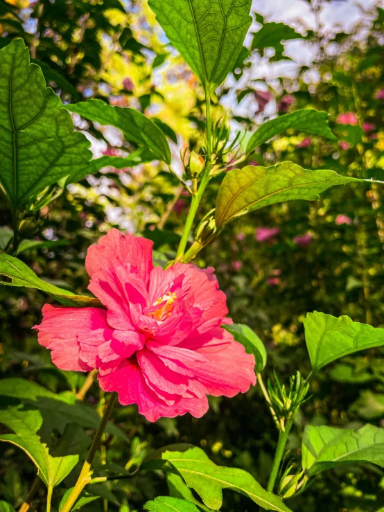 a pink flower in the middle of a green plant