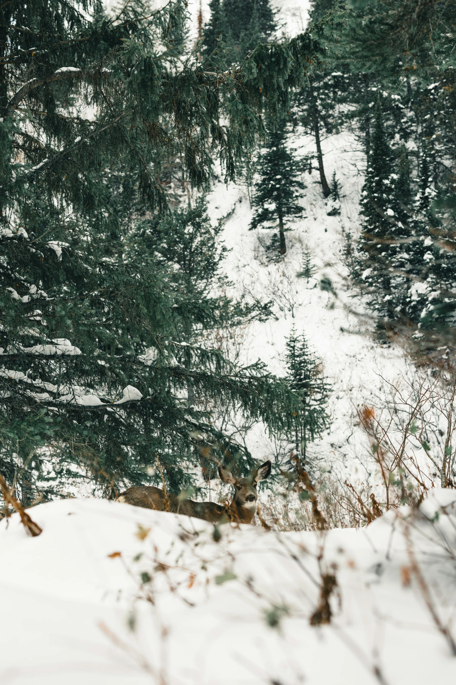 a skier on snowboard going down a mountain