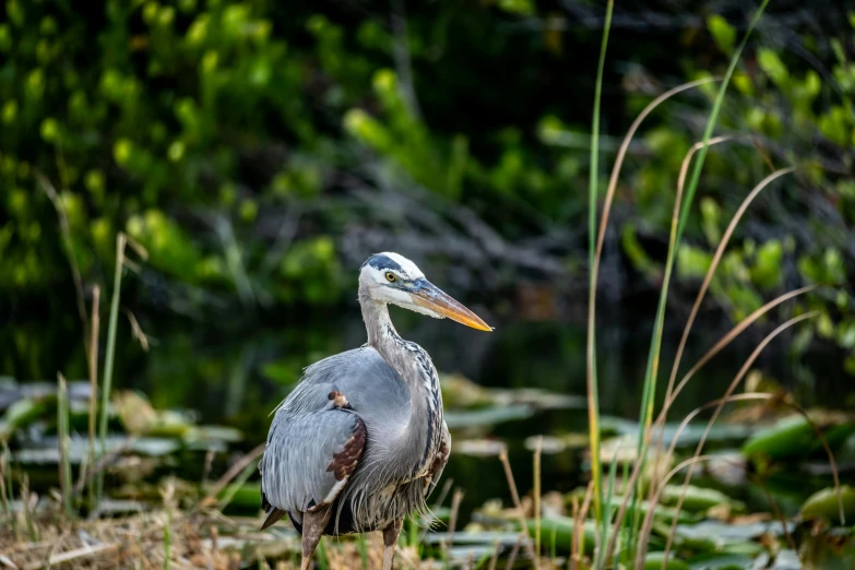 a grey bird is standing on some grass