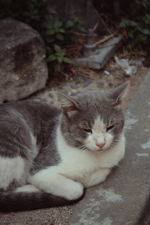 a white and gray cat is sitting down