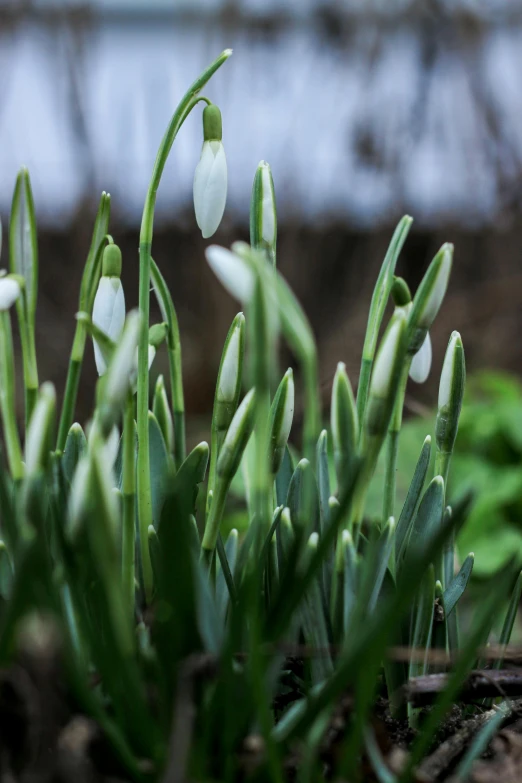 white snowdrops on grass growing close to the ground