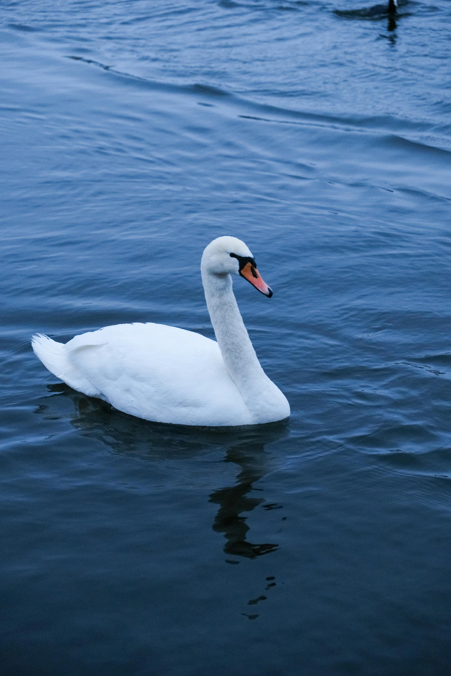 an image of two swans swimming in the lake