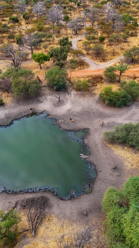 the land surrounding this large lake has lots of trees