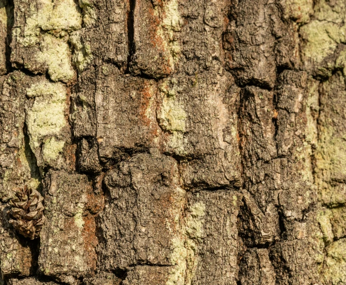 closeup of a tree trunk, showing the bark and brown color