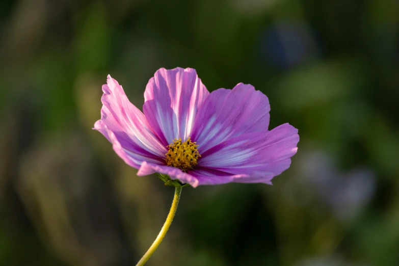 purple flower with small yellow stigma in middle