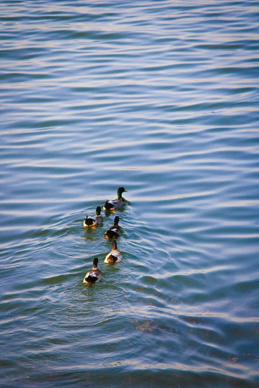 a few ducks swimming in the water