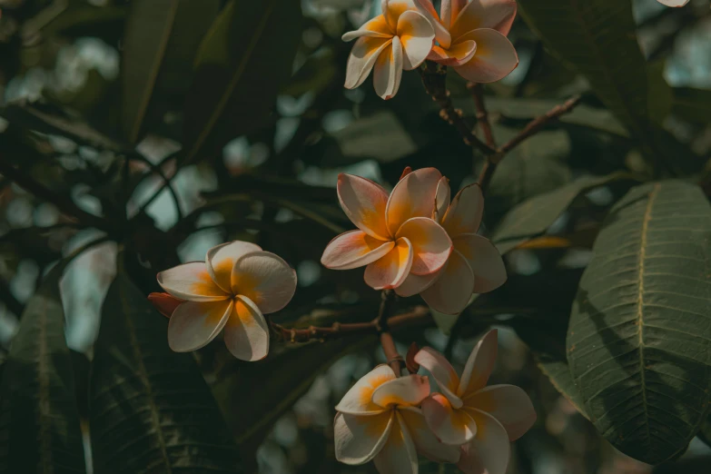 yellow and pink flowers growing on the nches of a tree