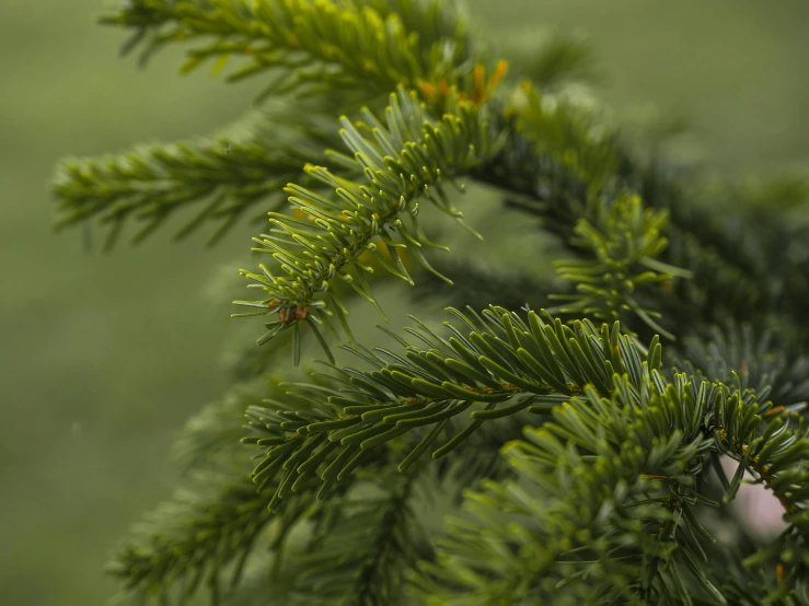 close up of pine nches with green needles