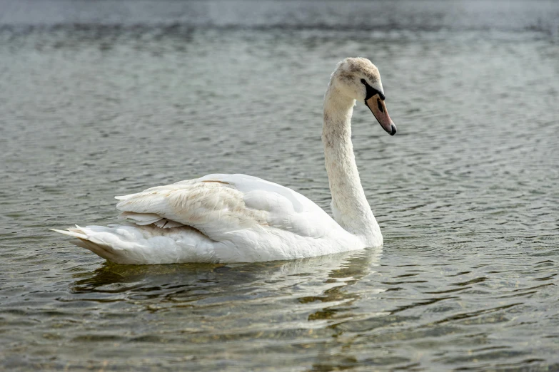 the swan is swimming on the water alone