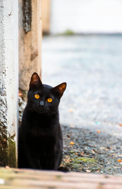 black cat looking straight into camera on pavement