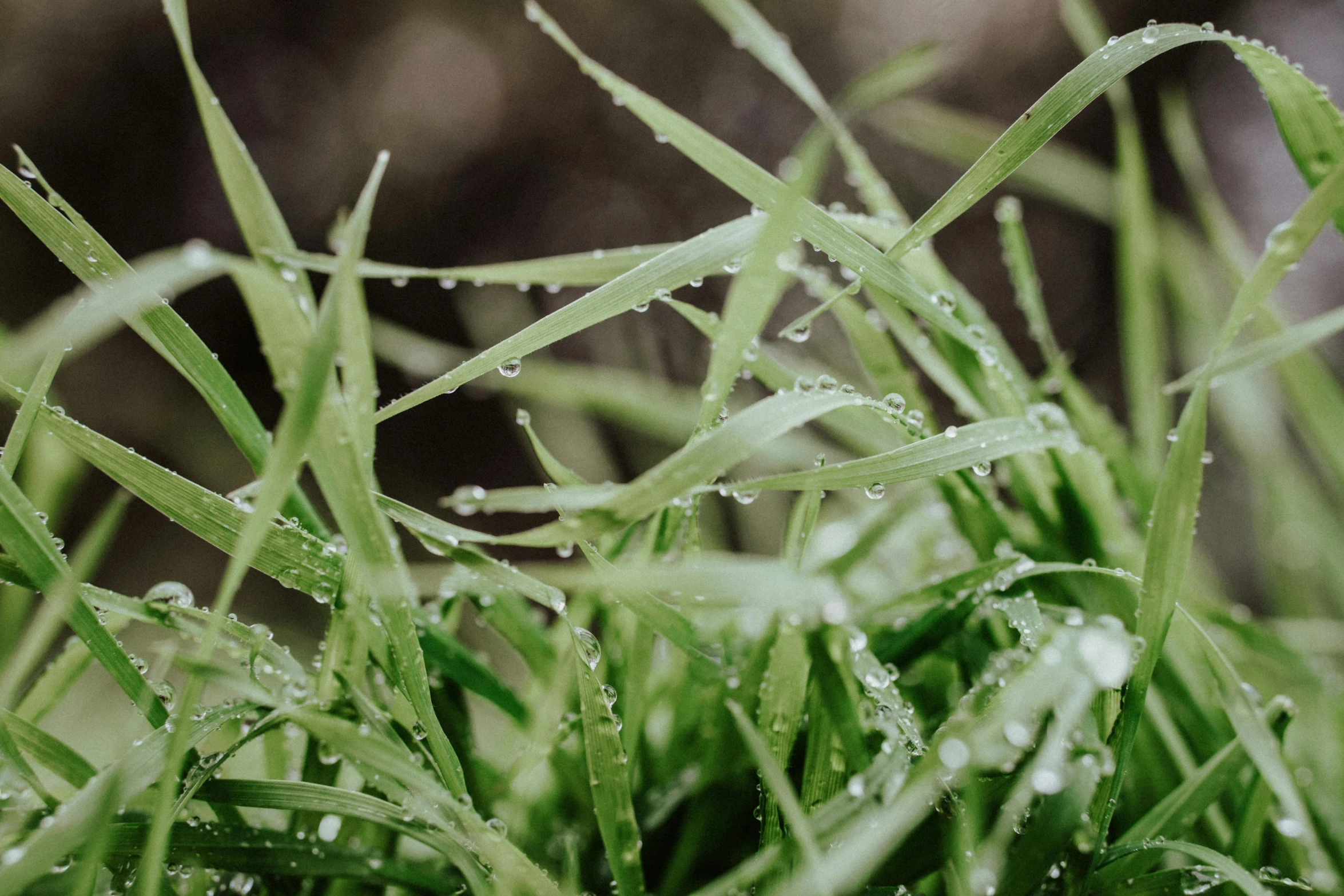 close up po of grass with dew