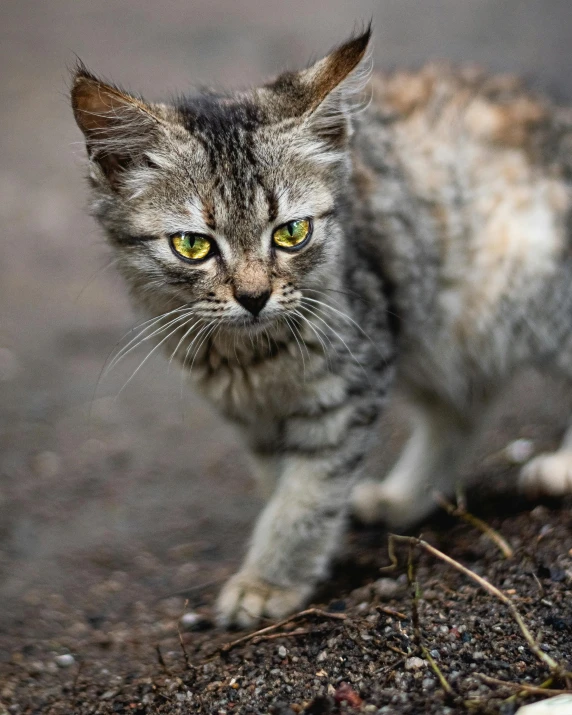 a cat is walking along in the ground