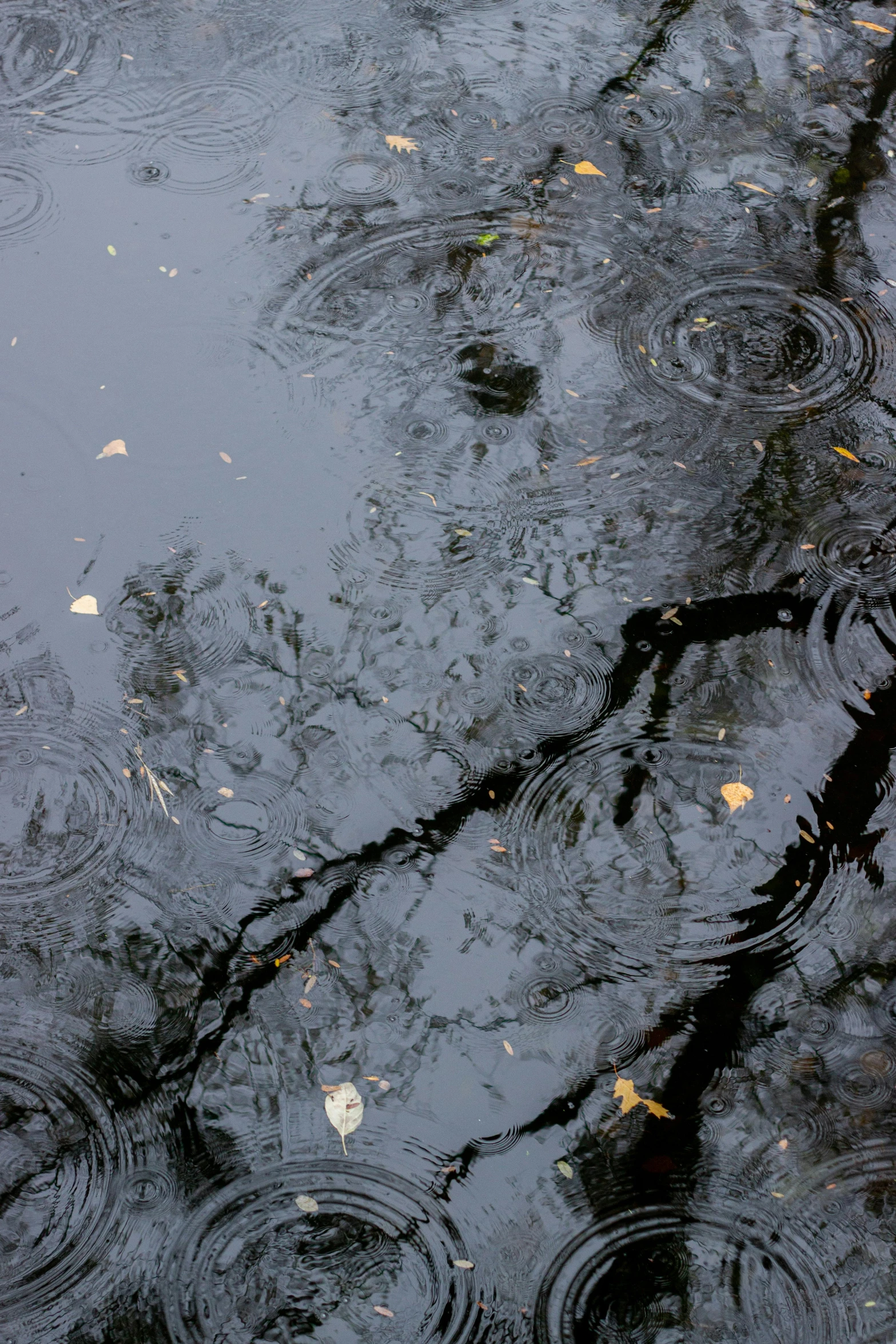 raindrops on a body of water, with leaves in the foreground and a row of trees below