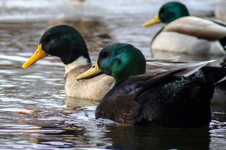 some ducks are swimming in some very muddy water