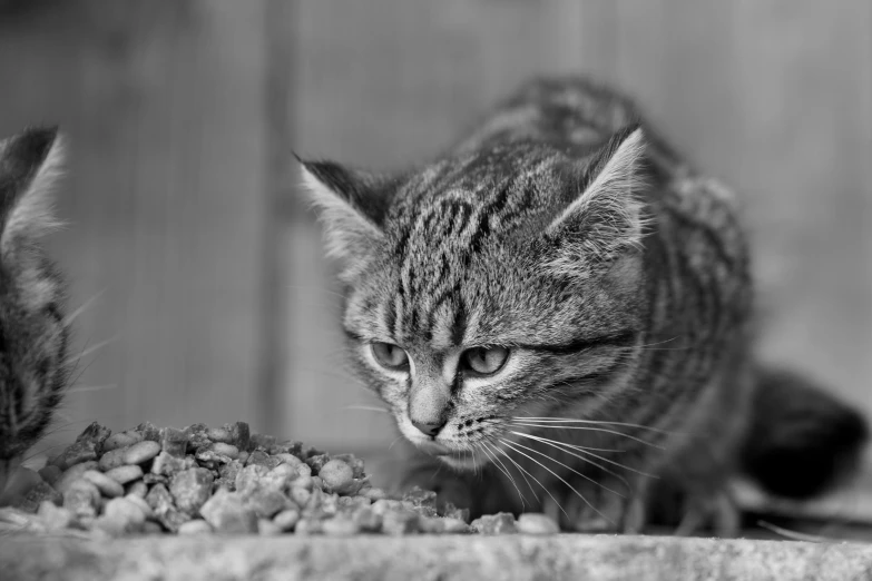 the cat is staring at its own food