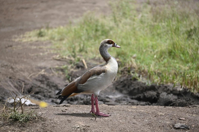 the small bird is standing on the dirty ground