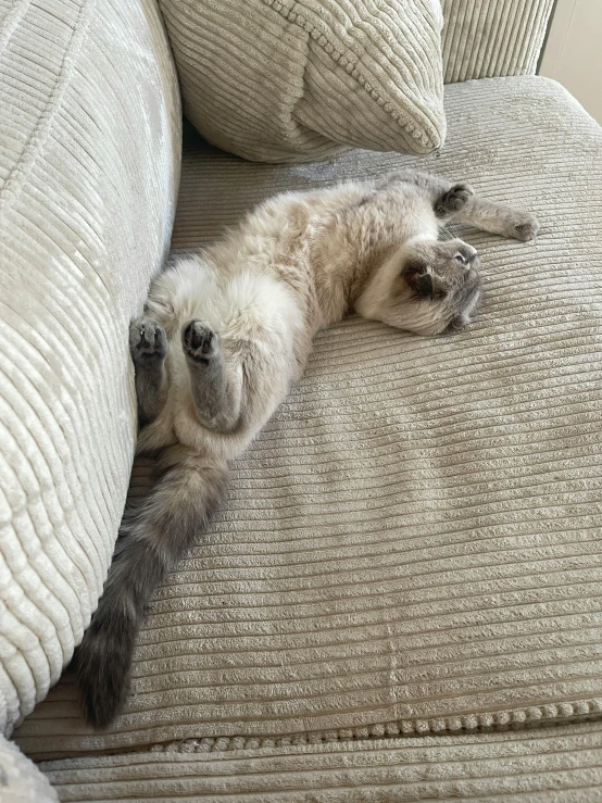 a gray and white cat laying on its back on a couch