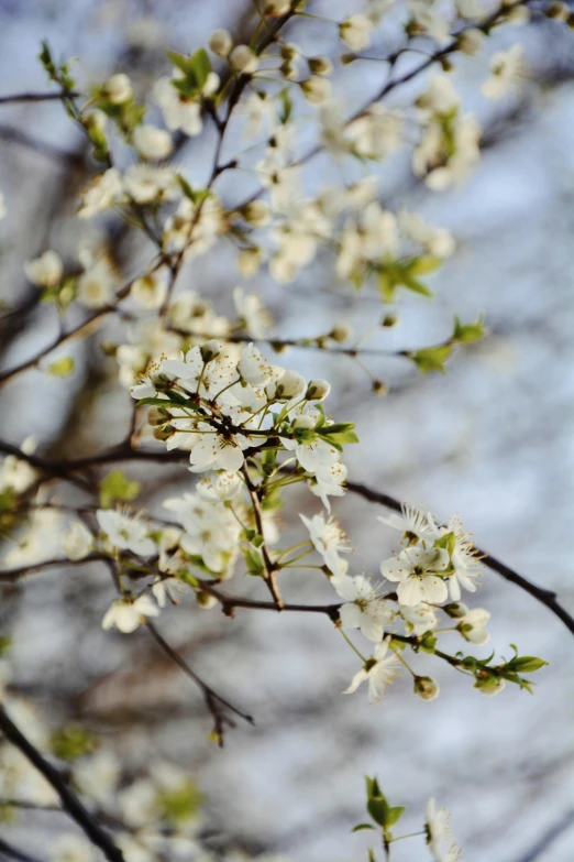 closeup of white flowers on a nch