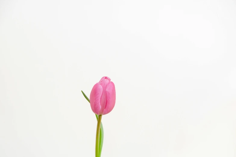 the pink flower has one stem still attached to it