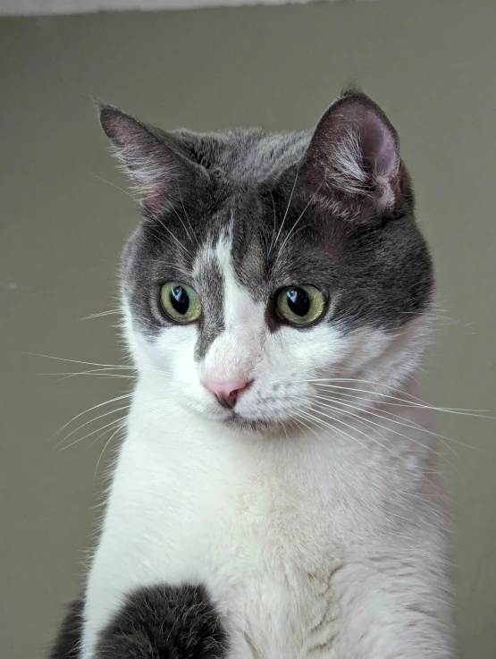 grey and white cat sitting and looking at the camera