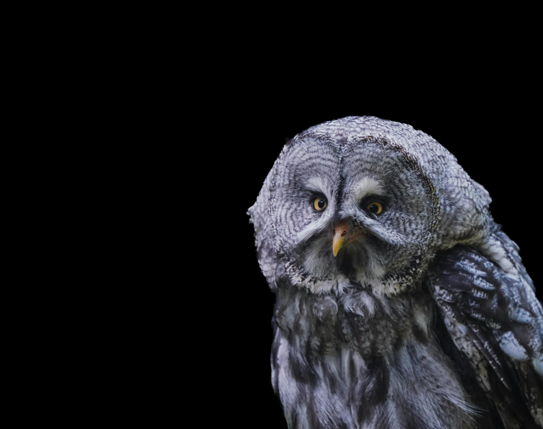 a large owl with big eyes stands up