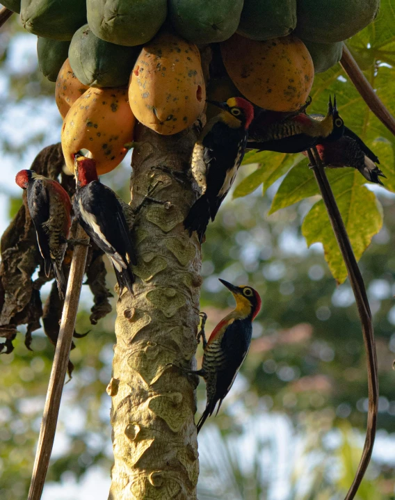 a bird on a palm tree filled with fruit