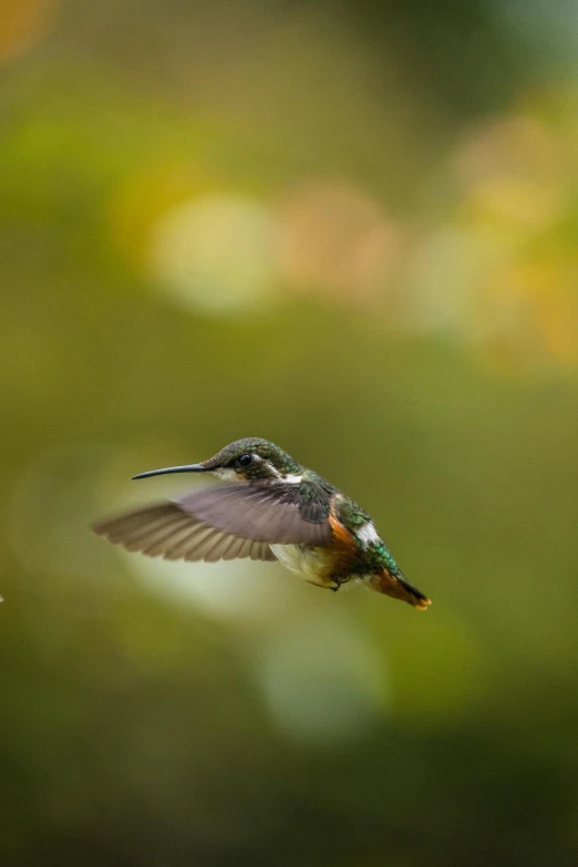 a small bird flying in the air over some water