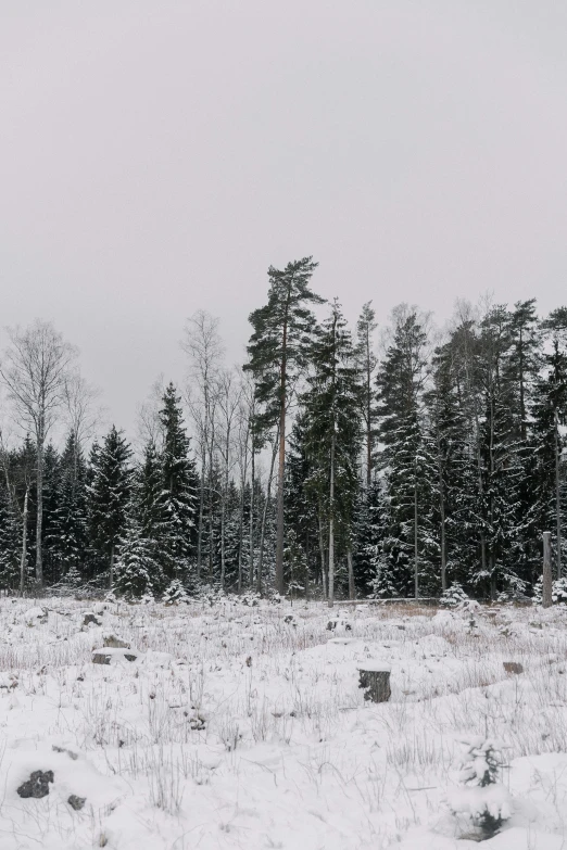 a snow covered field with pine trees in the background