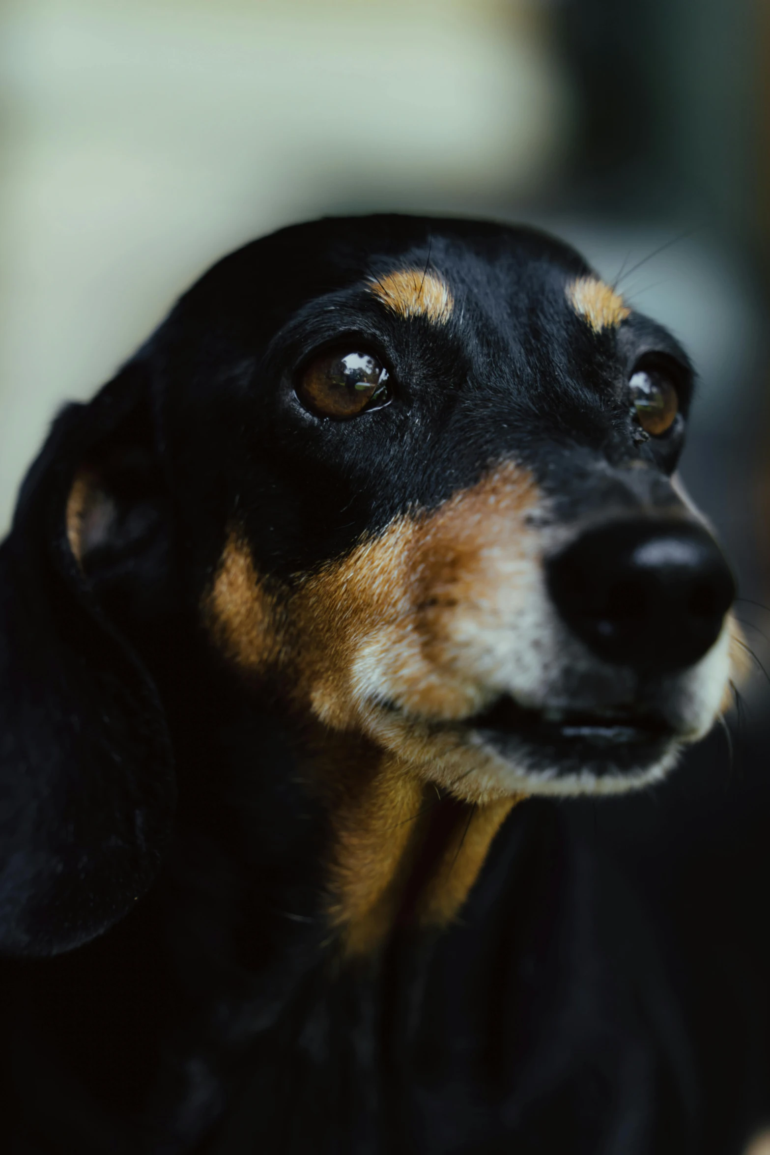 a black and brown dog looking up at the camera