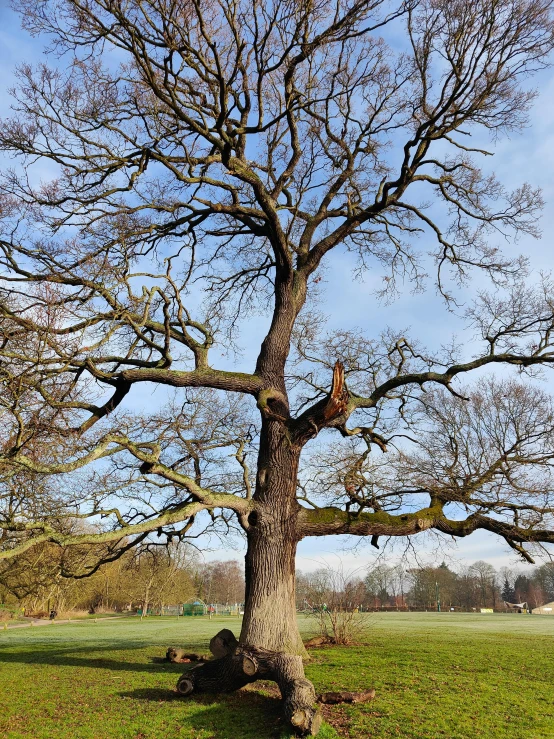 a single tree in the middle of a grassy field