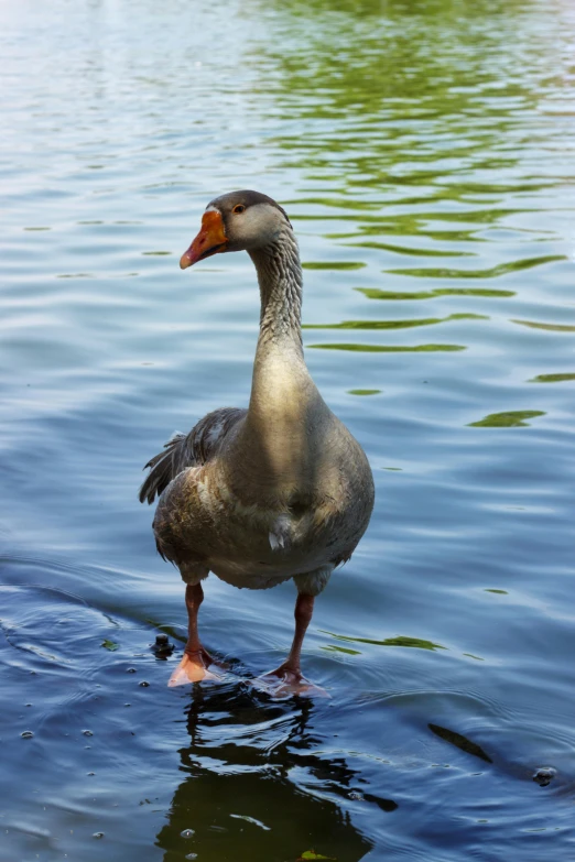 a gray duck walking through water near the grass