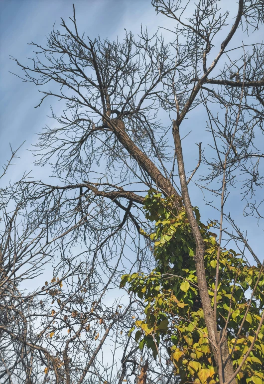 an animal is hanging off the top of a tree