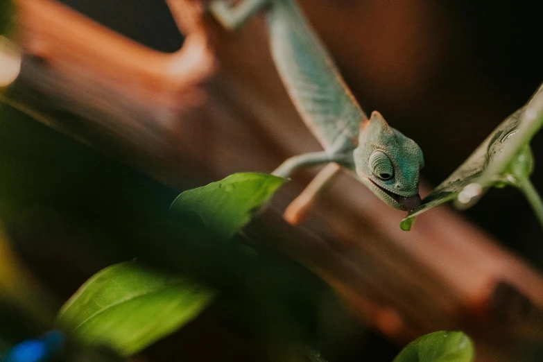 an image of a green lizard that is climbing