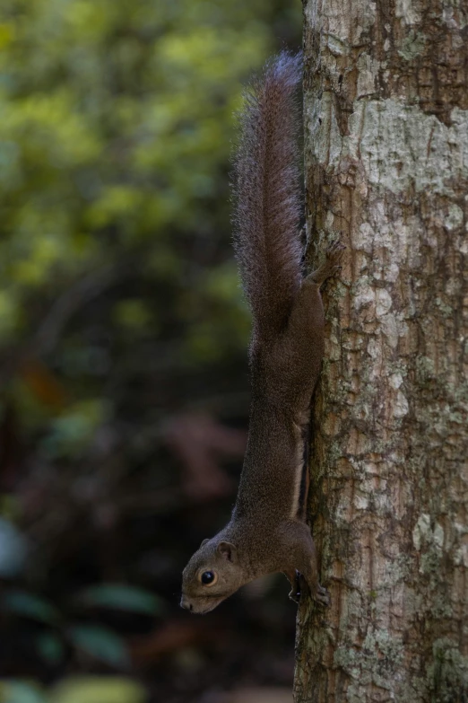 a squirrel in a tree looking at the camera