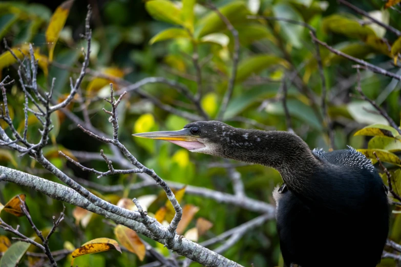 this is a very beautiful bird in a tree