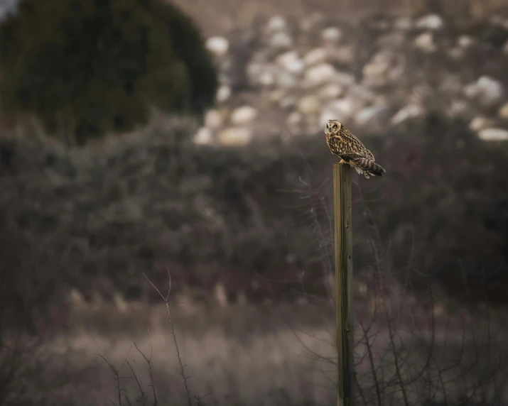 an owl sitting on top of a pole next to a mountain