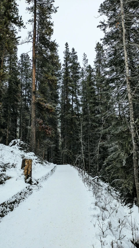 a trail surrounded by trees covered in snow