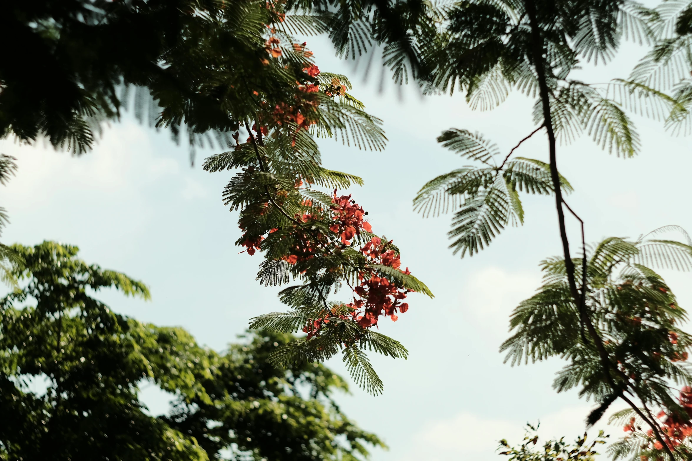 the flowers are hanging on the nches of the tree